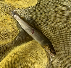 アユの釣果