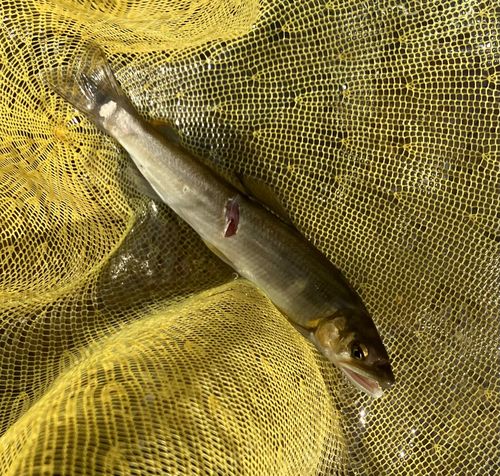 アユの釣果