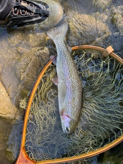 ニジマスの釣果