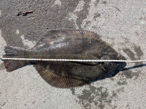 クロガレイの釣果