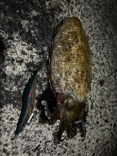 モンゴウイカの釣果