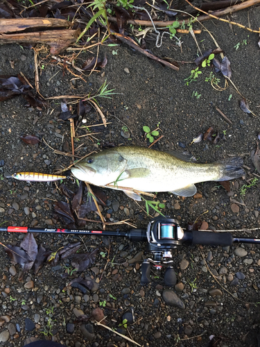 ブラックバスの釣果