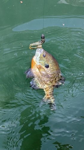 ブルーギルの釣果