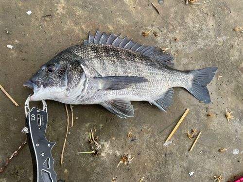 チヌの釣果