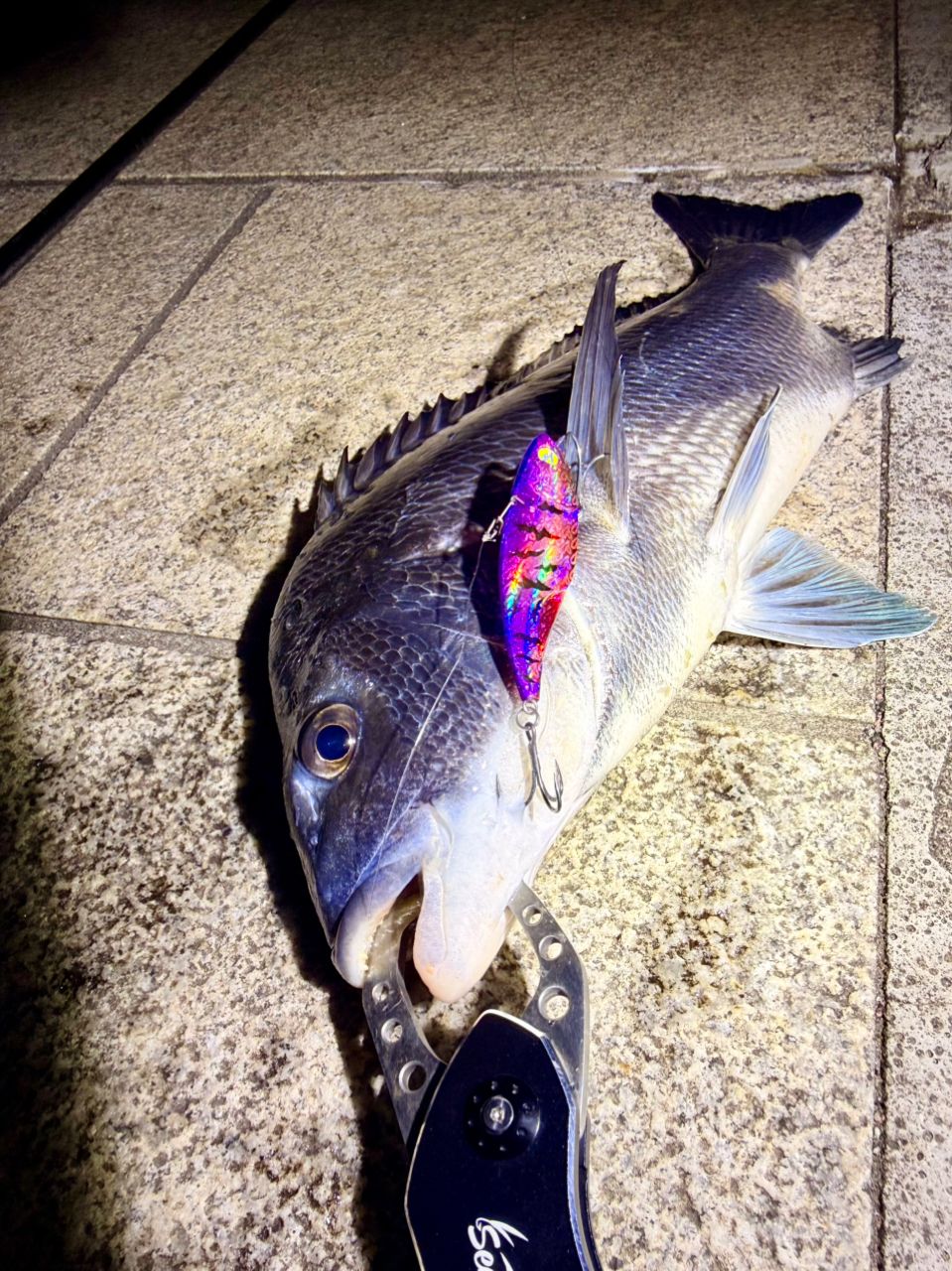 DAIWA 21モアザン ブランジーノ EX AGS 97ML/Mの最安値・インプレ