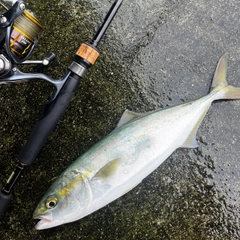 ツバイソの釣果