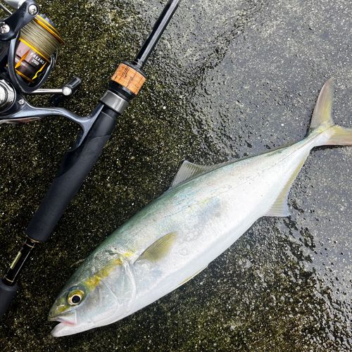 ツバイソの釣果