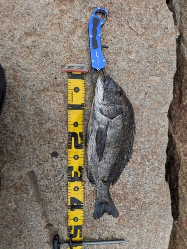 チヌの釣果