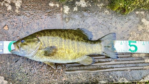 スモールマウスバスの釣果