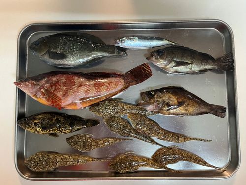 グレの釣果
