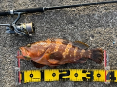 アコウの釣果