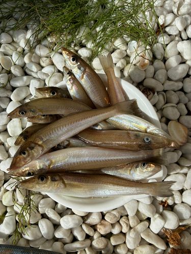 キスの釣果