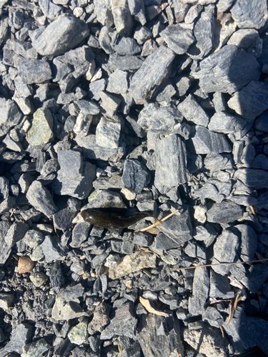 チチブの釣果