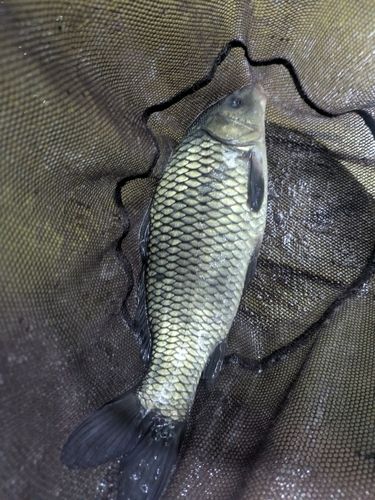 コイの釣果