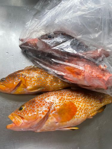 アコウの釣果