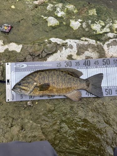 スモールマウスバスの釣果
