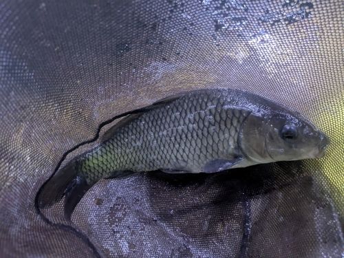 コイの釣果