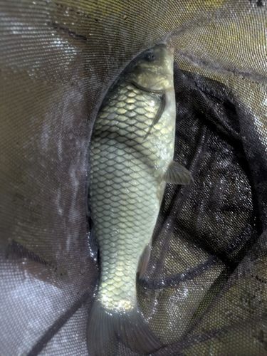 コイの釣果