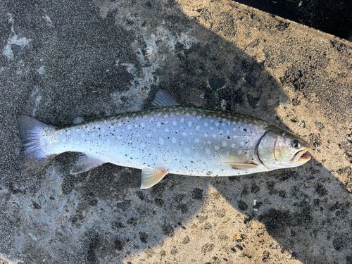 アメマスの釣果