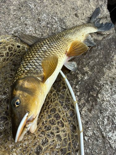 ニゴイの釣果