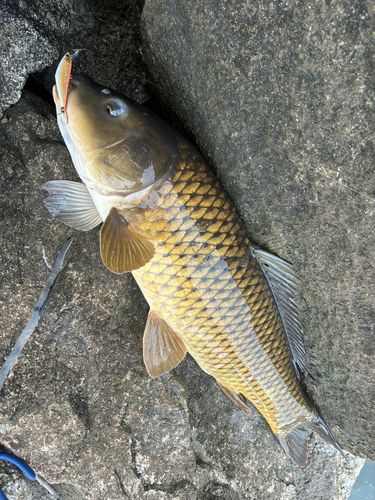 コイの釣果