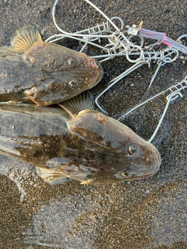 マゴチの釣果