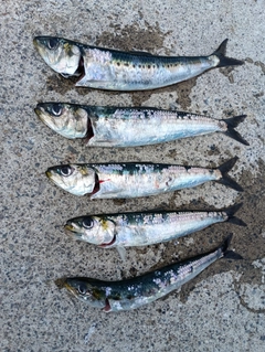 イワシの釣果