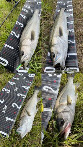 シーバスの釣果