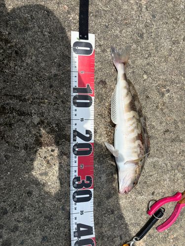 ホッケの釣果