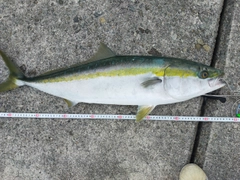 ブリの釣果