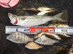 チヌの釣果