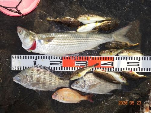 チヌの釣果