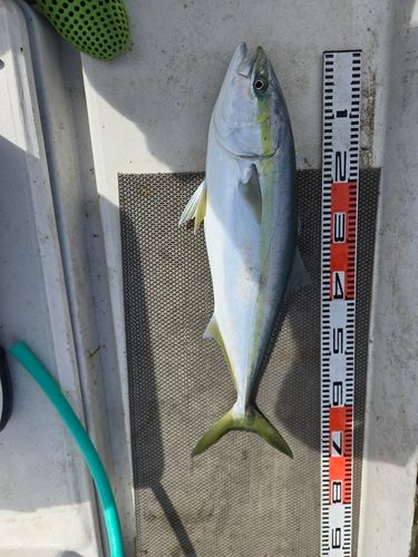 ワラサの釣果