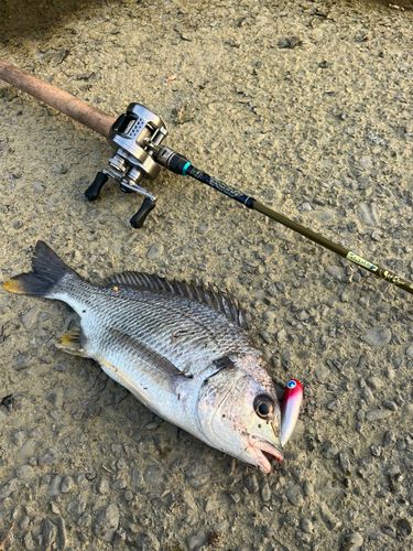 キビレの釣果