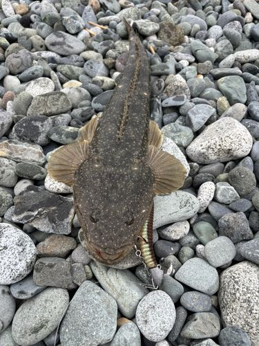 マゴチの釣果