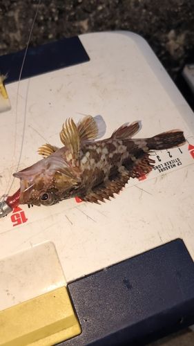 カサゴの釣果