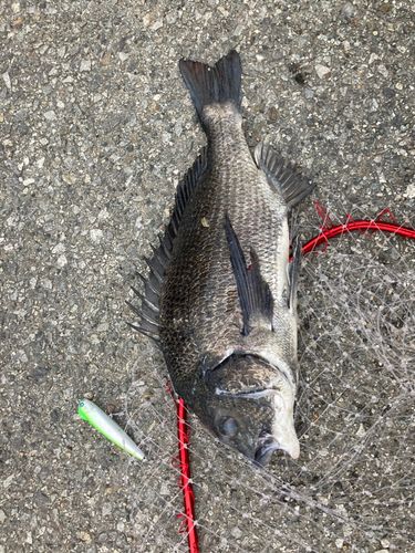 チヌの釣果