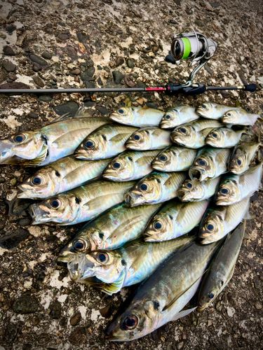 アジの釣果
