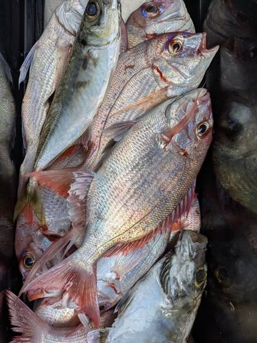 チダイの釣果