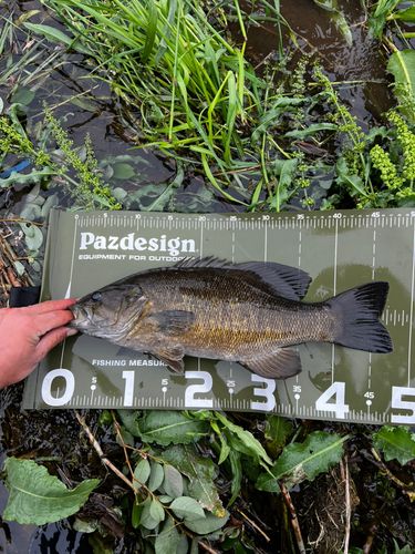 スモールマウスバスの釣果