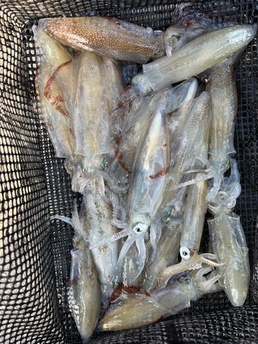 マメイカの釣果