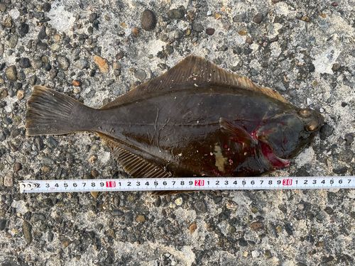 イシガレイの釣果