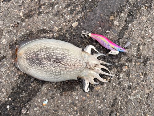 シリヤケイカの釣果