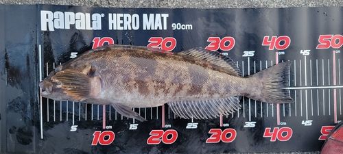 アイナメの釣果
