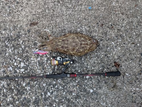 モンゴウイカの釣果