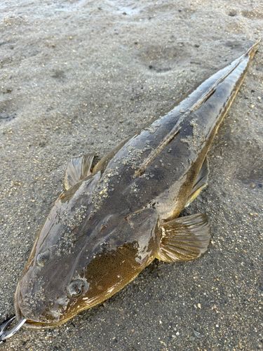 マゴチの釣果