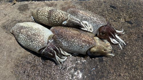シリヤケイカの釣果