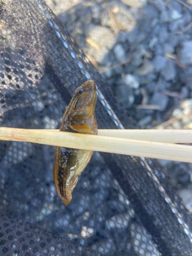 チチブの釣果
