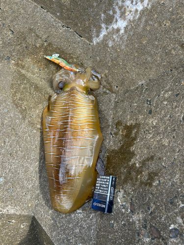 アオリイカの釣果