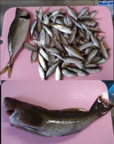 アイナメの釣果